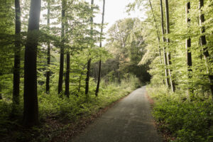 Sonian Forest Day to be celebrated on Sunday