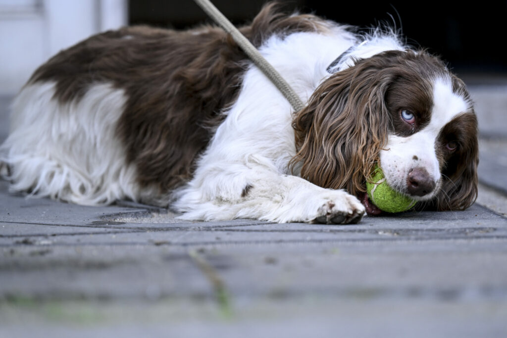 Brussels court hands out fines of up to €8,000 for animal abuse and neglect