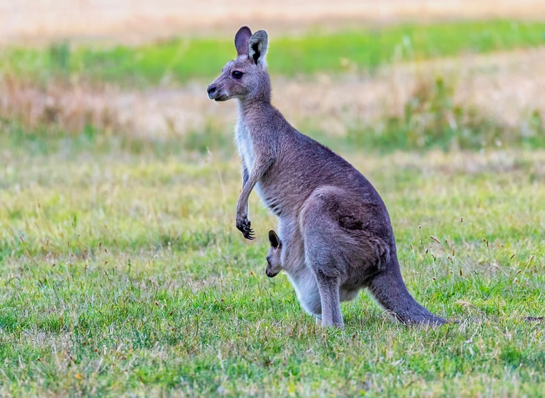 World Kangaroo Day: Aboriginal community supports EU ban on import of kangaroo products