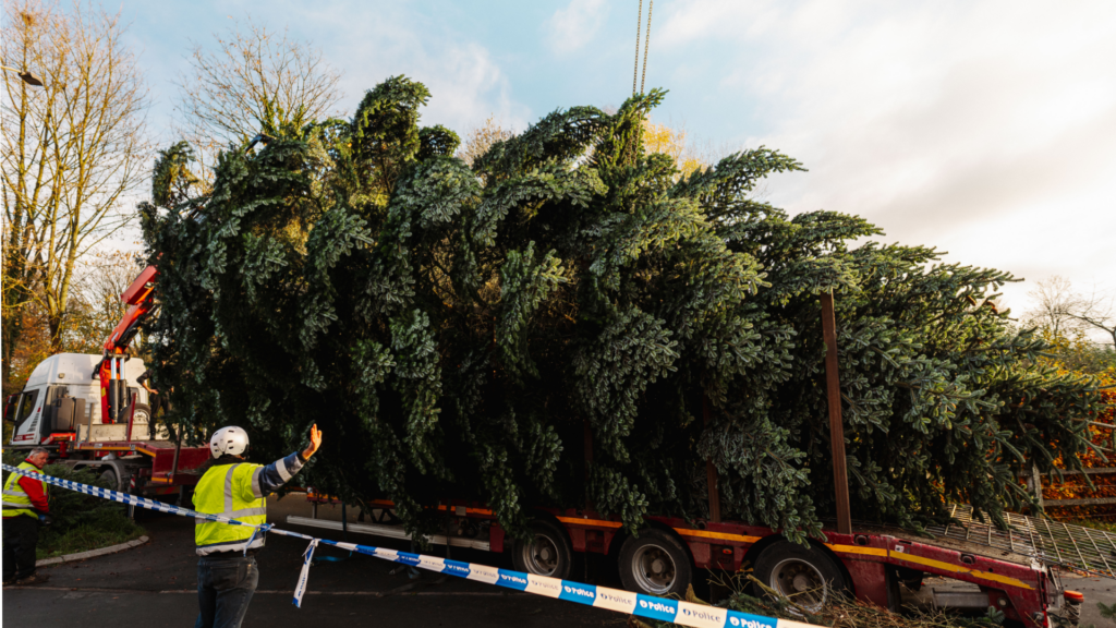 Don't eat your Christmas tree