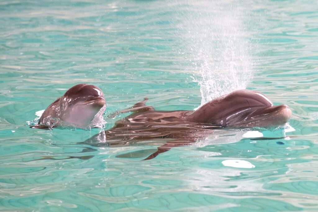 Dolphinarium in Bruges ordered to close its doors by 2037