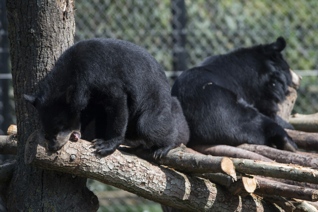 One bear killed in fight at Pairi Daiza zoo