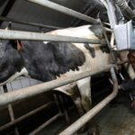 EU dairy production on the upswing