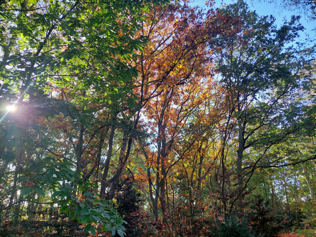 Trees are losing their leaves early due to drought stress