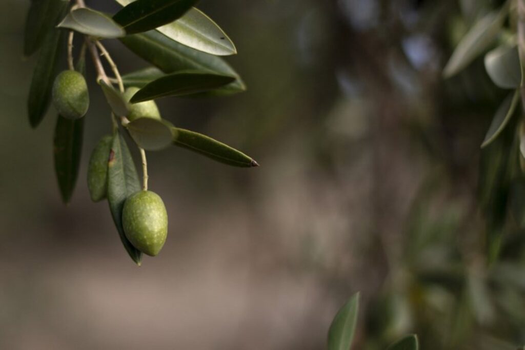 Improved olive oil harvests should bring prices down