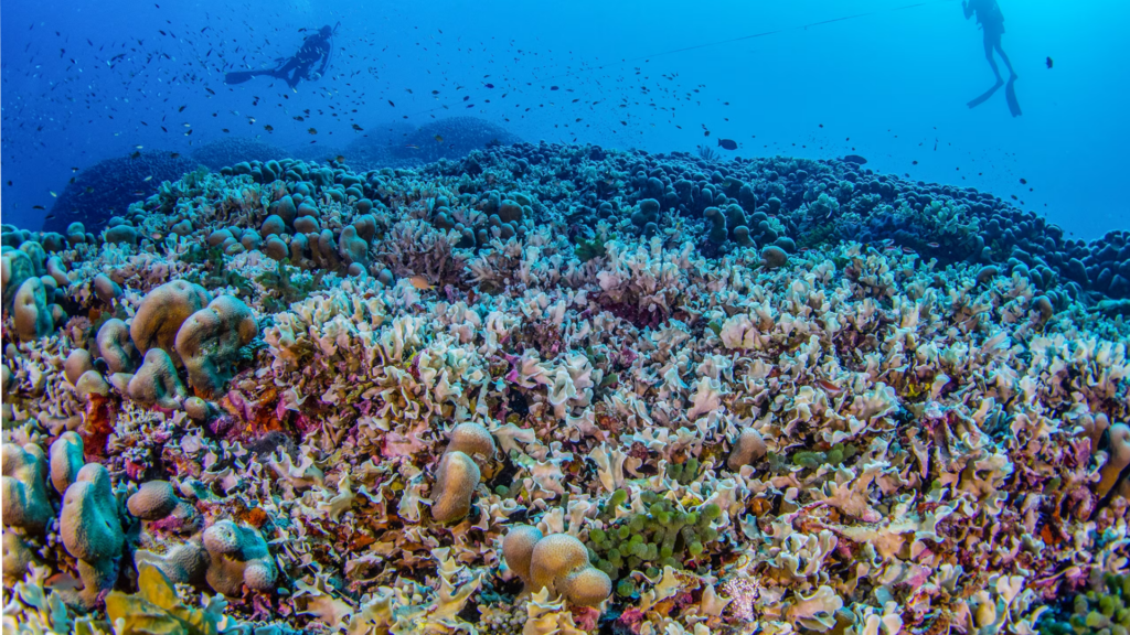 World's largest coral discovered in the Solomon Islands in the Pacific