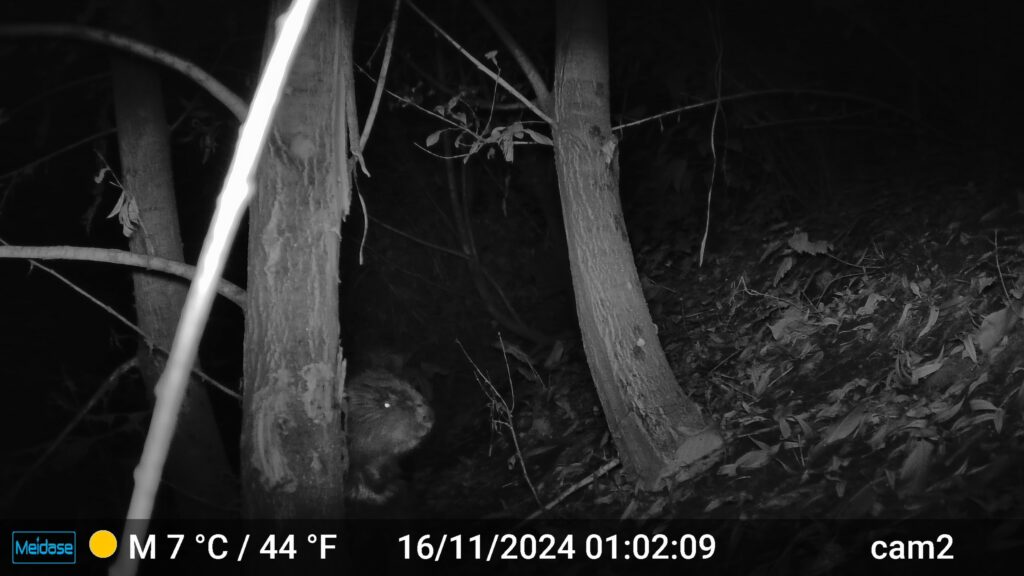 'Unprecedented': Beaver in Brussels for first time since 19th century