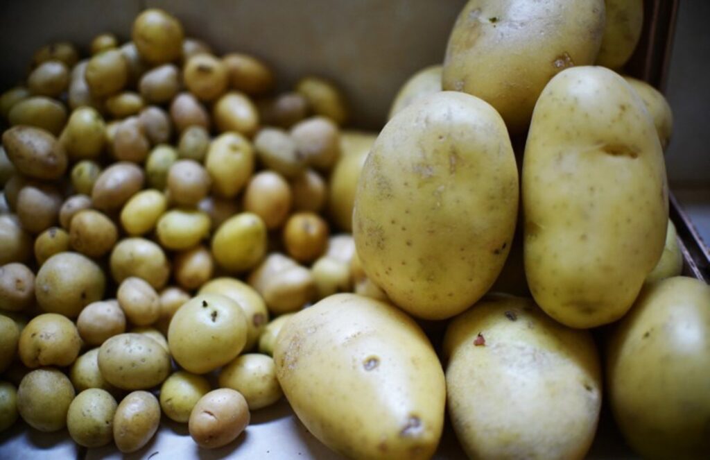 Potato consumption remains very high among French-speaking Belgians