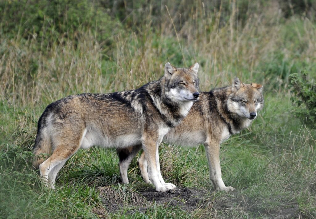 Wildlife groups deplore reduced protection status for wolves in Europe