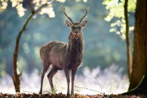 Wallonia extends stag and wild boar hunting by a month