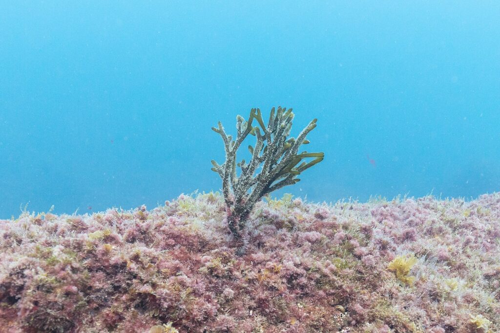 Number of exotic animals and plants rises in Belgian North Sea
