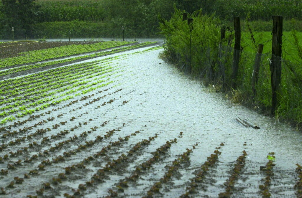 Heavy rains strike a blow to crop yields in Belgium