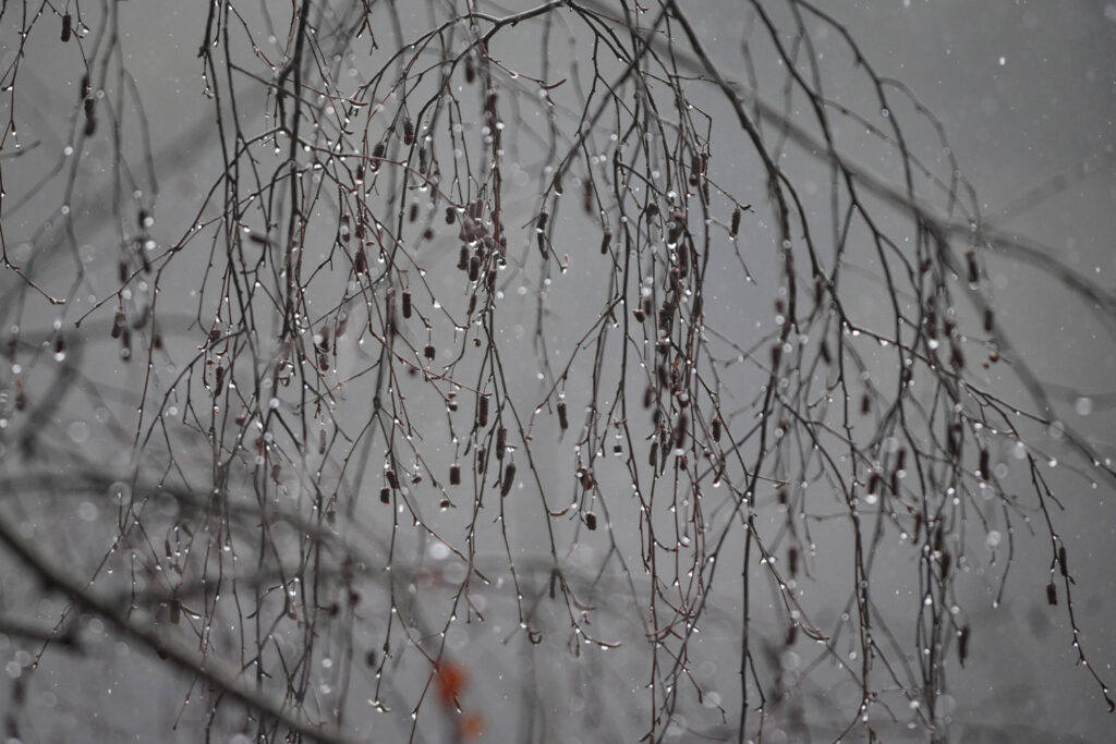 November in Belgium significantly wetter and darker than normal