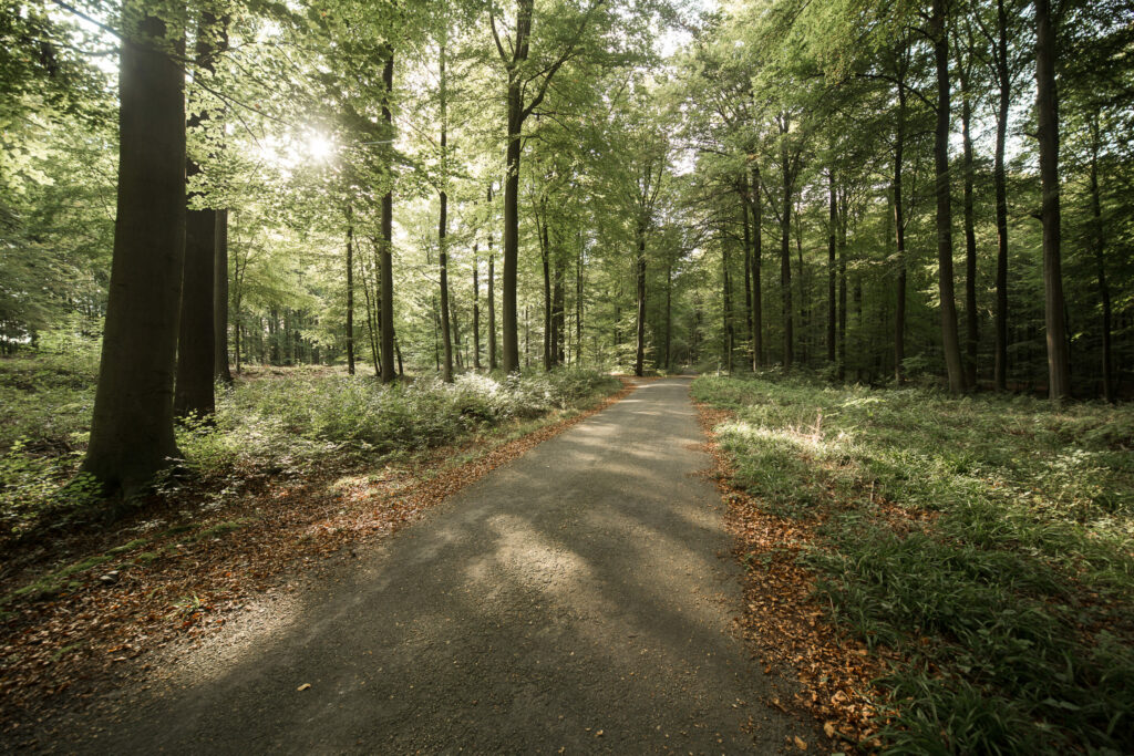 Masked man stabs cyclist in Sonian Forest in Uccle