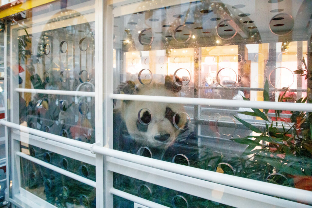 Three giant pandas leave Belgium for China