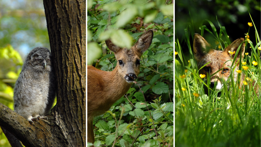 Which wild animals can you spot in Brussels?