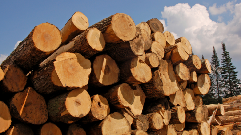 Almost €15 million worth of illegal Russian timber in Belgium