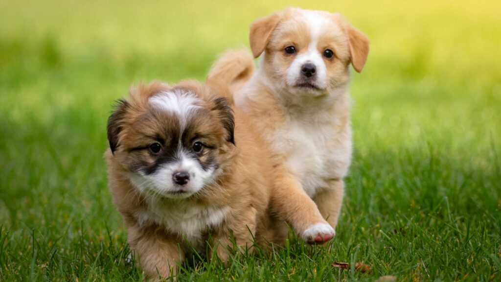 Walloon ban on selling imported puppies and kittens lifted by court