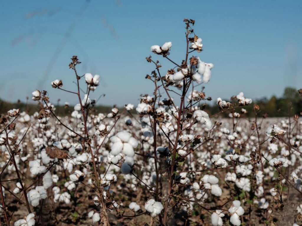 Adidas and H&M among companies sourcing cotton with child labour