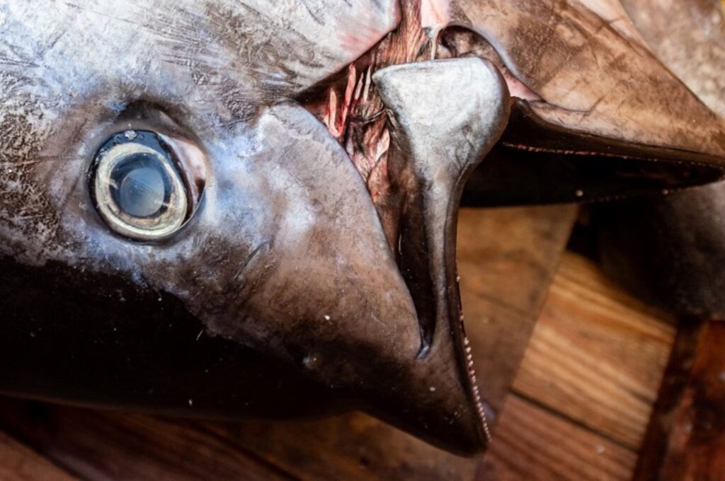 Bluefin tuna sold for almost €1.3 million at Japan auction