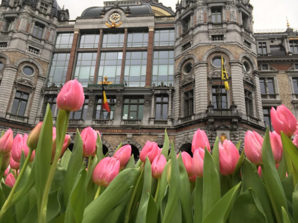 Hundreds flock to Antwerp square to pick 100,000 tulips for free