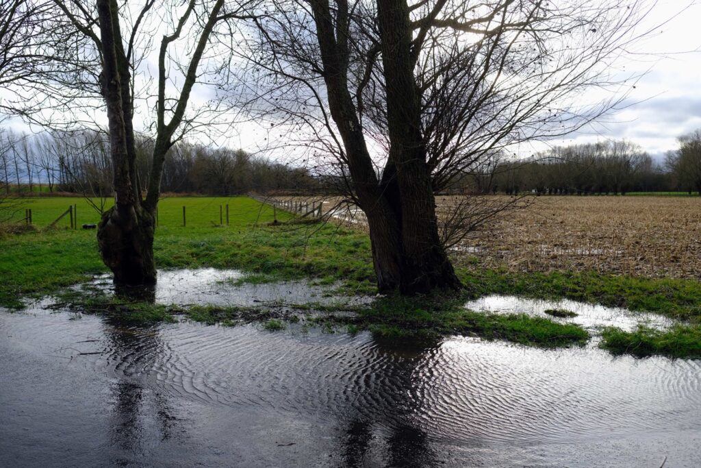 Tree roots continue to grow in winter, says study