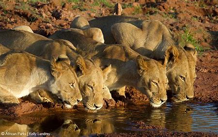 Seven-year-old boy survives five days in national park with wildlife in Zimbabwe