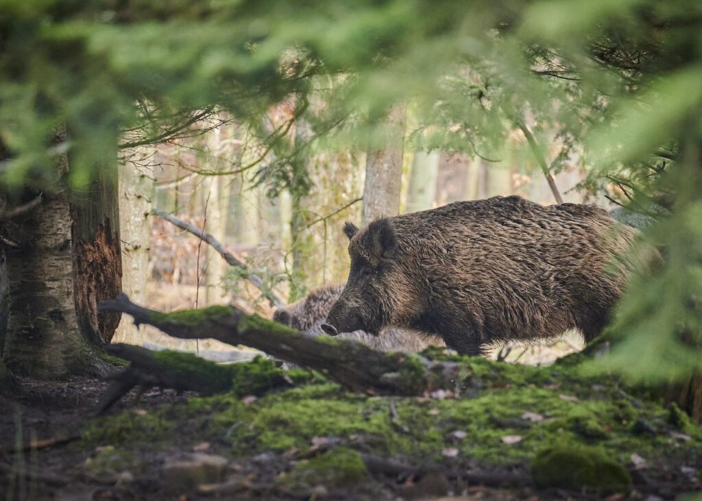 'Absurd': Hunters given night-vision scopes in fight against wild boars