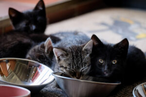 Over 43,000 cats sterilised in Wallonia and Brussels last year