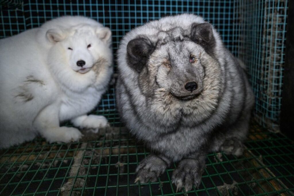 Animal rights activists call for ban on fur trade in Belgium