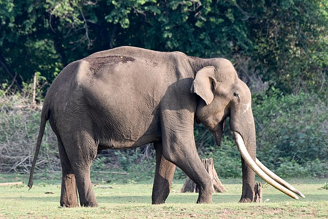 Elephant kills German tourist in India