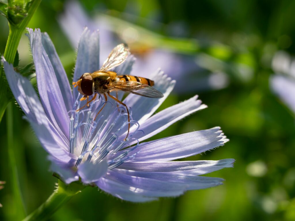 Rare hoverfly spotted in Belgium for first time in over 100 years