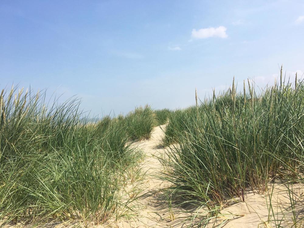 Help is under way for Knokke-Heist's dune grasslands