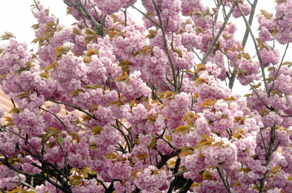 Pink and full of flowers: Best spring walks in and around Brussels