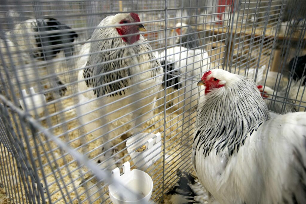 Bird flu outbreak in Antwerp province