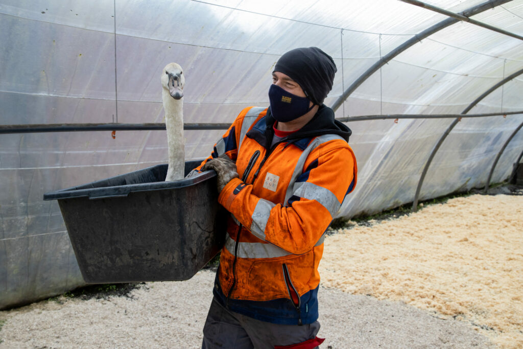 Avian flu: What's the situation in Belgium and is another pandemic looming?