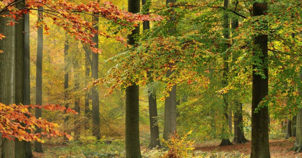 The Commission’s risky bet to deregulate threatens European nature and well-being