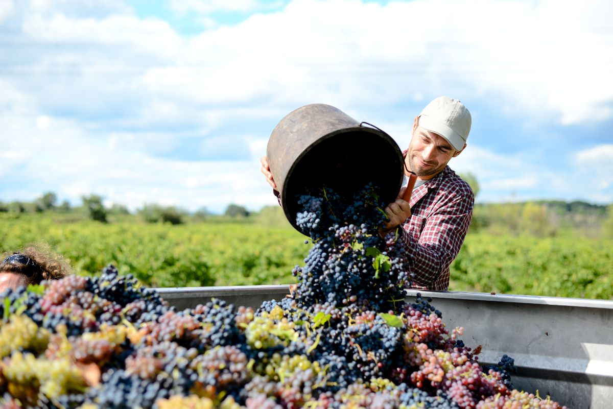 Wine trade war: Tariffs could cost EU producers €100 million weekly
