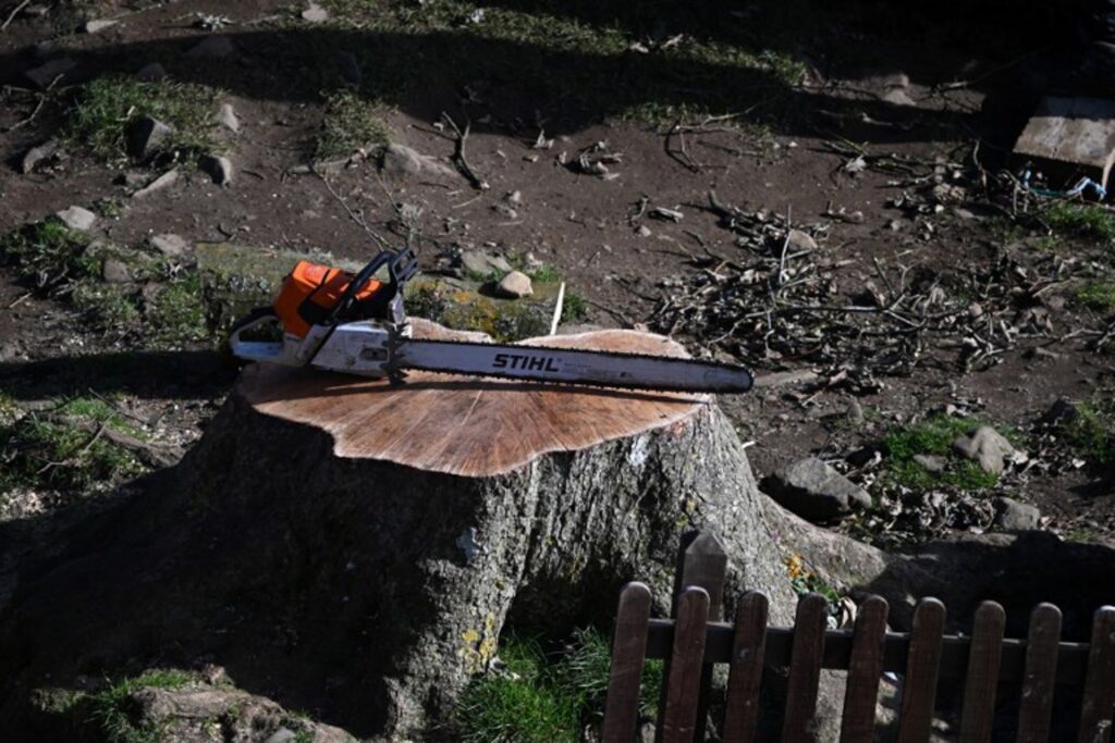 Two on trial for allegedly cutting down 'Robin Hood' tree