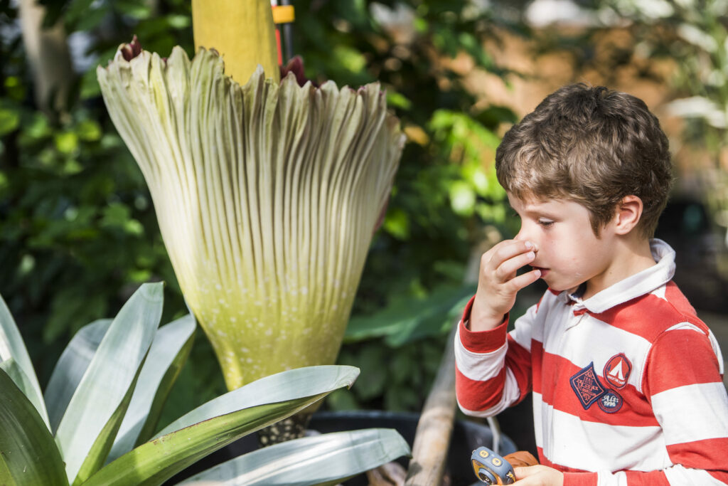 World's largest and smelliest 'corpse' flower blooms near Brussels
