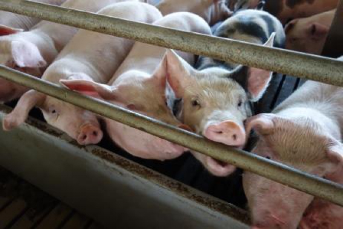 Why gassing pigs before slaughter is not humane