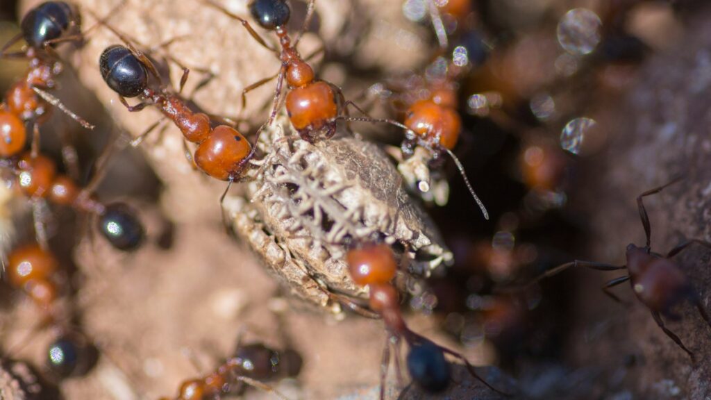Belgians arrested in Kenya for attempting to smuggle 5,000 live ants