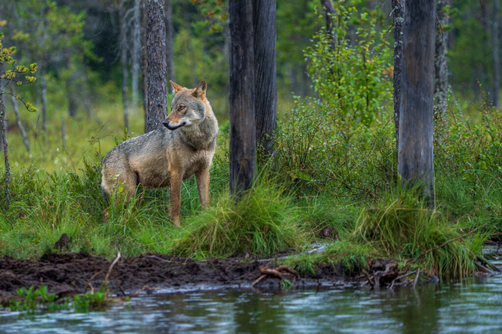 The EU downgrades the protection of wolves