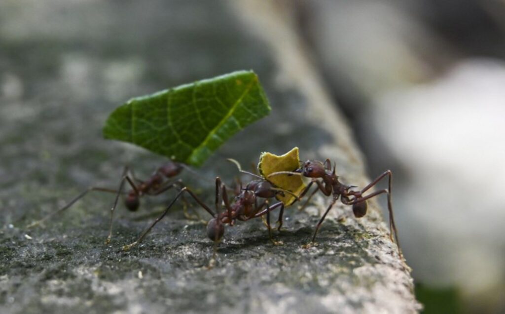 Two Belgians arrested in Kenya for ant smuggling to be sentenced on 7 May