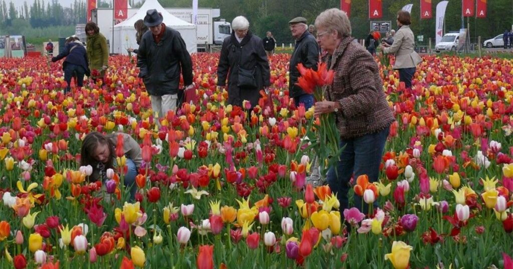 Antwerp: What with 18,000 pickers, the tulips ran out early at this year's Tulpenpluk!