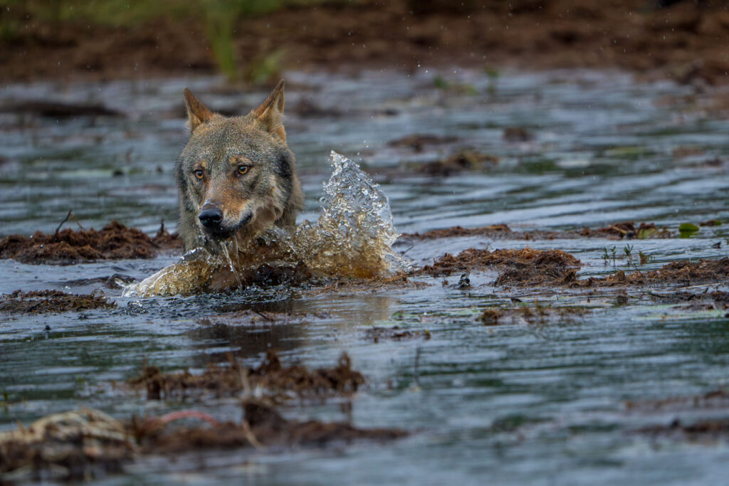 The European Commission is failing to enforce EU law and protect Swedish wolves