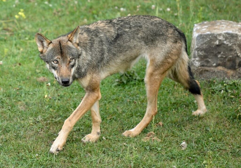European Parliament votes to downgrade wolf's status from 'strictly protected' to 'protected'