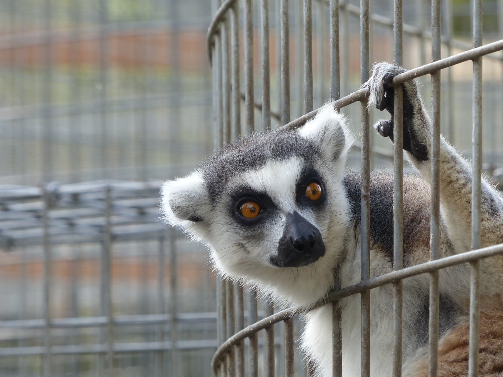 Time to round up loopholes in EU pet keeping laws