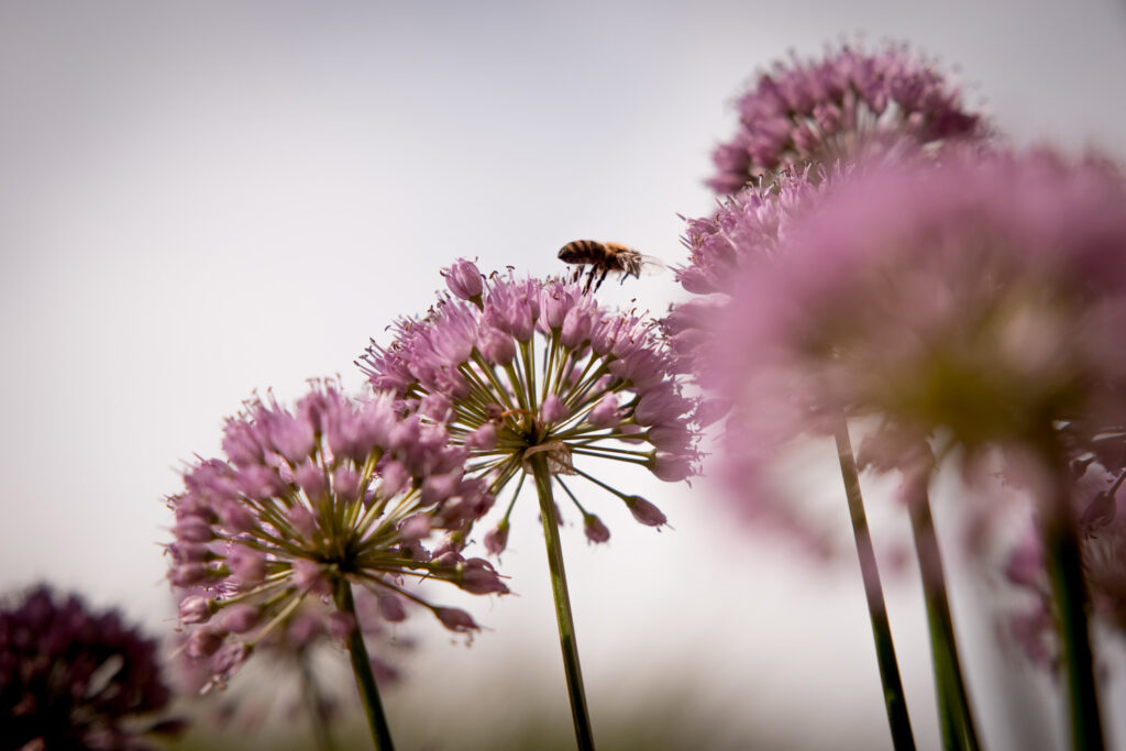 More and more pollinating insect species under threat in Belgium