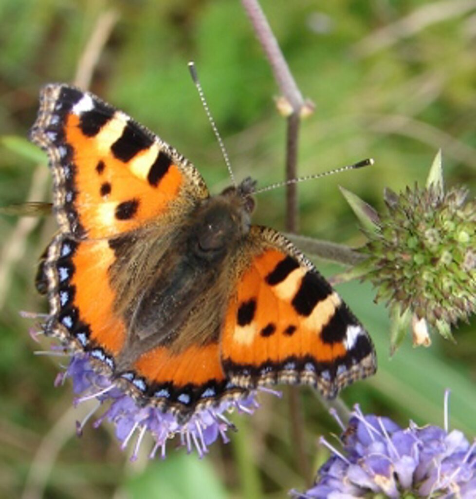 Second 'Nature Gardens Weekend' coming up in Brussels and Wallonia